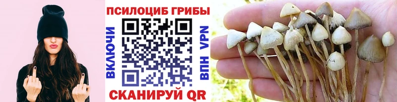 Псилоцибиновые грибы Magic Shrooms  хочу наркоту  Урюпинск 